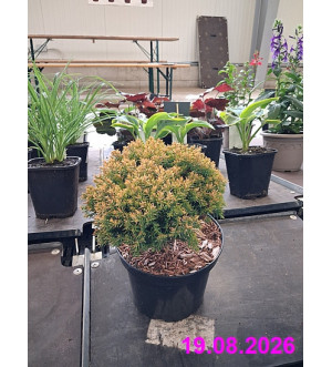 Thuja occ. 'Anniek'® C 2 L
